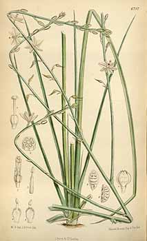 سوسن برگ پیازی